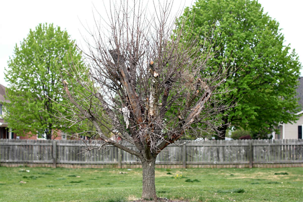 Bare dead branches contrast with leafy trees nearby.