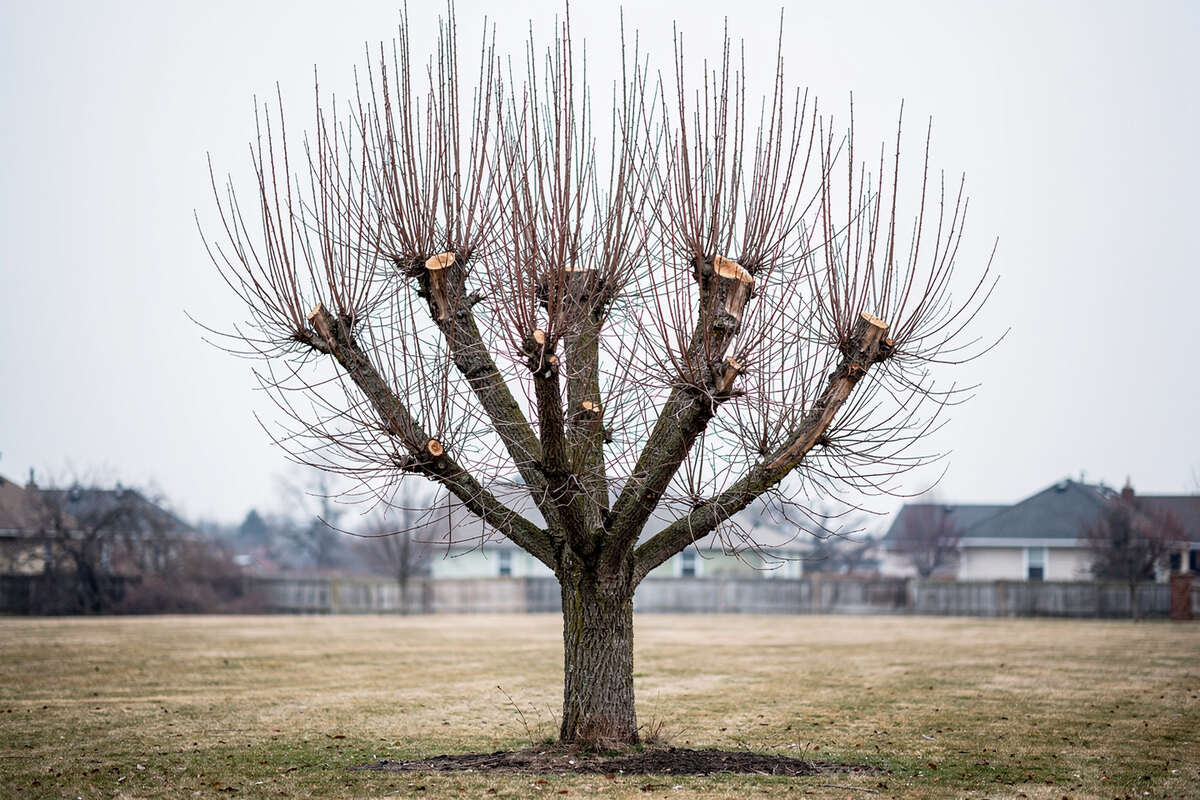 A topped tree shows blunt cuts and dense weak regrowth.