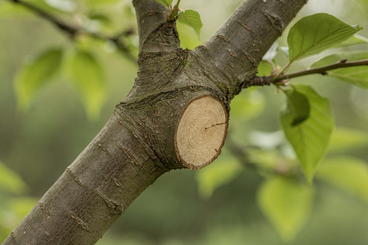 A clean pruning cut is made at a small branch collar.