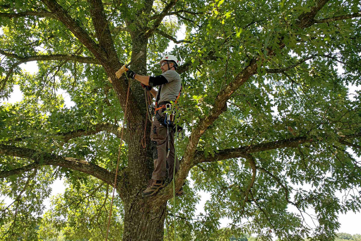 An arborist uses ropes while pruning a mature shade tree.